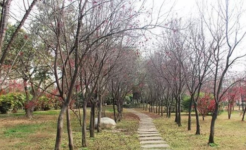 成都飛揚(yáng)藝術(shù)學(xué)?；▓@通道