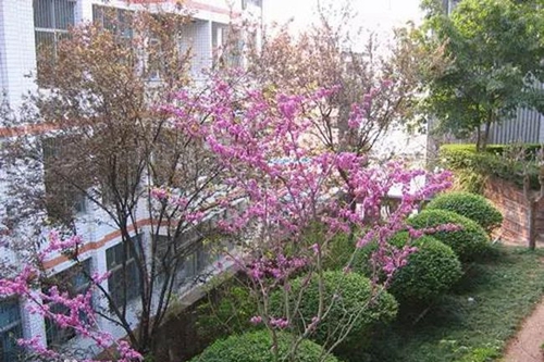 簡陽市三星中學(xué)校園景色