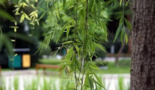 成都市華西中學垂柳