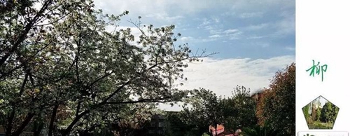 成都市華西中學校園鮮花