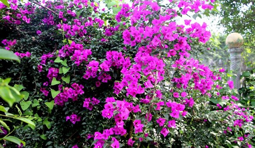 樂山市嘉州衛(wèi)生職業(yè)學(xué)校學(xué)?；▓@